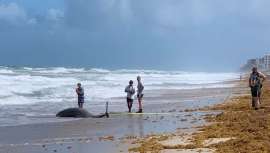 El grupo de investigadores examinó cinco toxinas orgánicas, incluido el triclosán, que se encuentra en algunas pastas dentales y jabones