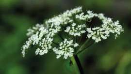 Las células vegetales de Naolys, Optimum Life Angelica, son un nuevo ingrediente de revolucionarias propiedades para la preservación de la juventud que se puede utilizar tanto en cosméticos como en maquillaje