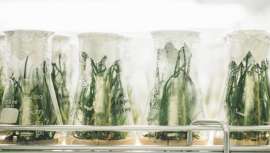 Fragancias, aromas, perfumes sostenibles. ¿Sabes por qué? Los identificamos, contrastamos con los naturales y les ponemos etiqueta 