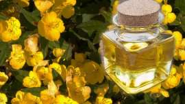 La planta de la prímula y sus semillas han sido usadas por los indios americanos durante siglos. Elaboraban la planta como infusión en agua caliente para curar heridas, problemas cutáneos e incluso el asma  