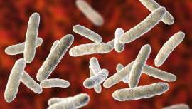 Oenobiol Captador 3 en 1®PLUS+ es un producto sanitario con acción prebiótica demostrada, que reequilibra la microbiota intestinal en 48 horas