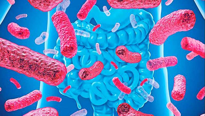 Microbioma intestinal, clave en la deteccin de enfermedades cardiovasculares