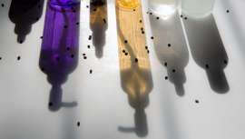 Este nuevo ingrediente botánico está poniendo contra las cuerdas al afamado retinol y comienza a perfilarse como uno de los reyes indiscutidos de la cosmética 