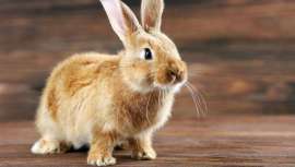 Investigadores desarrollan una nueva herramienta de cribado precisa para los productos clínicos de la piel que utiliza gusanos en lugar de conejos