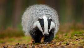 No hay legislación que proteja a los tejones (u otro animal) de ser dañados y explotados con el fin de ser utilizados en la elaboración de herramientas cosméticas o envases. Reino Unido amplía su caza, no solo para prevenir la tuberculosis bovina