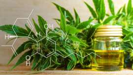 Una nueva investigación, con participación española, descubre una enzima a paritr del cannabidiol contra la oxidación de la piel y para tratamientos contra la dermatitis atópica o la piel de mariposa 