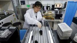 En ratones logró una mejoría en su apariencia general y prolongar la vida útil en cerca de un 25%