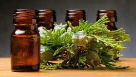 Un árbol legendario coronado, al igual que por sus características puntas y la piña de su fruto, por la leyenda. El ciprés se ha hecho un hueco imprescindible entre los más populares aceites esenciales para la salud y la belleza 