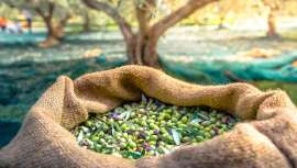 Sophim, fabricante de ingredientes cosméticos, nos presenta Phytosqualan®, un emoliente 100% de escualeno de oliva