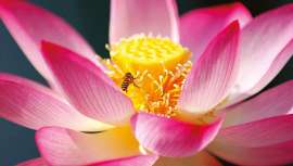 Un nuevo activo Naolys que desestresa la piel de forma natural y certificada