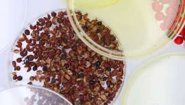 Givaudan Active Beauty presenta Zanthalene, un ingrediente activo natural escalable elaborado por fraccionamiento verde que imita al  bótox en sus beneficios y modulaciones de la piel