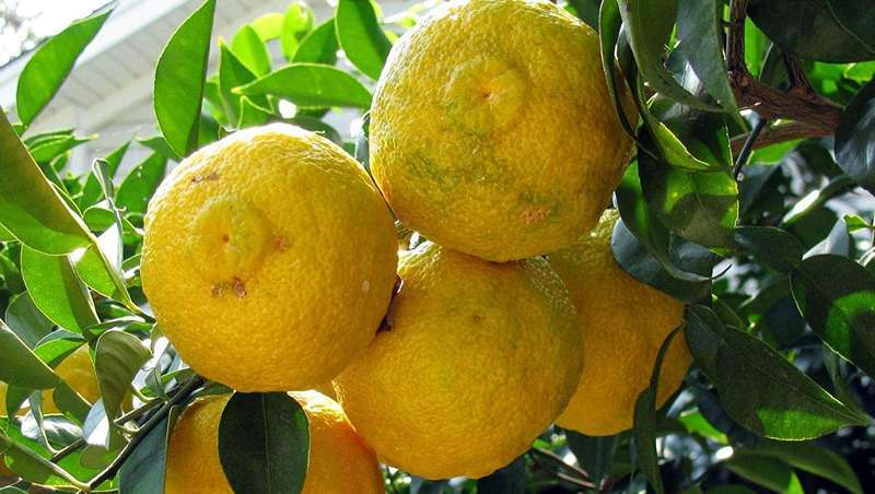Yuja, o novo ingrediente cosmtico que assegura a beleza