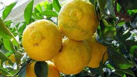 Apreciado há séculos na Ásia pelas suas propriedades antienvelhecimento, de saúde, beleza e bem-estar, esta fruta similar ao limão, Yuja ou Yuzu é um dos ingredientes cosméticos preferidos das coreanas, que agora descobrimos na Europa