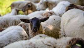Esta iniciativa ha comenzado con un tándem de 150 ovejas y agricultores locales, los cuales están haciendo una pequeña trashumancia por varios de los cultivos