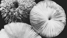 Los polifenoles de los hongos son conocidos también por su gran capacidad antioxidante y sus efectos positivos a la hora de combatir los radicales libres