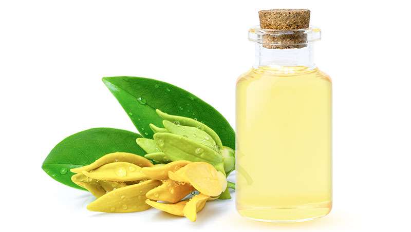 Aceite esencial de Ylang Ylang: 10 beneficios comprobados