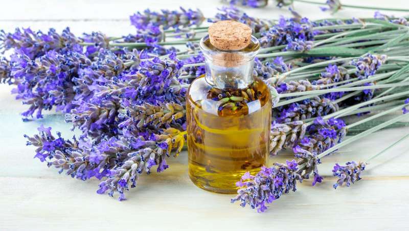 O uso milenrio do leo essencial de lavanda em medicina e aromas