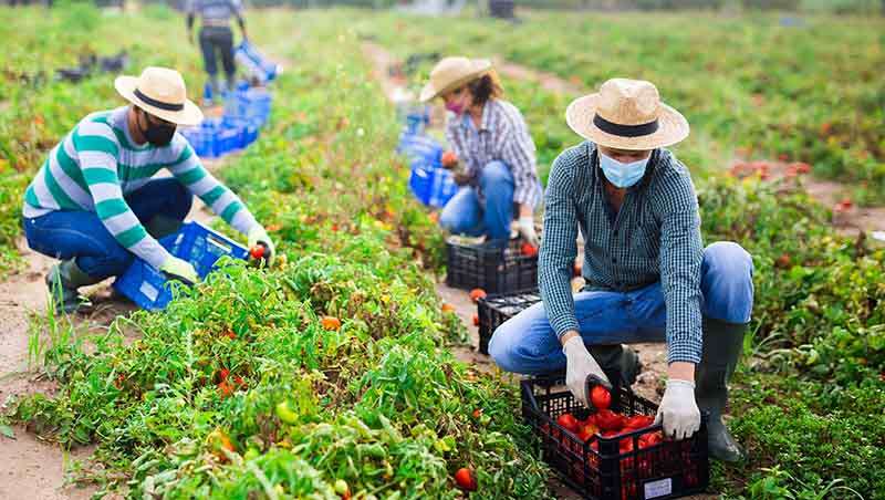 Asociaciones en pro de la agricultura orgánica regenerativa