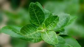 Te damos las razones cosméticas ¡y wellness! por las que te engancharás a esta planta con múltiples efectos antiestrés y antienvejecimiento