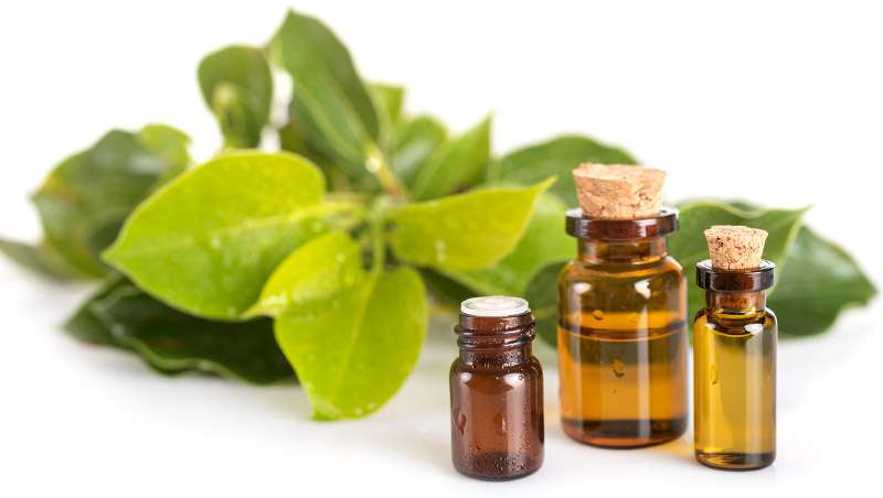 Aceite esencial de alcanfor, un aroma único de práctica medicinal