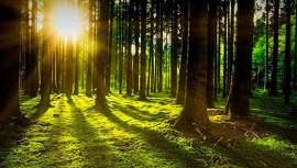 En la búsqueda de una mayor sintonía con la naturaleza, todas las herramientas Maderocare by Cosméticos Foráneos cuentan con la certificación Madera legal de Colombia, que garantiza que proceden de bosques gestionados sosteniblemente