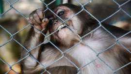 De hecho, la prohibición de experimentar con animales en la industria cosmética de la UE entró en vigor hace un año, seis años después de que las autoridades lo acordaran tras otros diez de debate