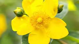 Esta planta medicinal es muy popular gracias a sus propiedades beneficiosas para el organismo humano