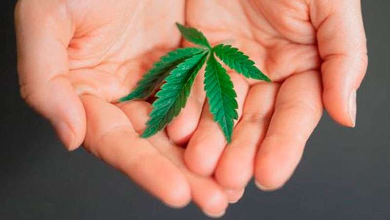 Aceite de camo vs. CBD, notable diferenciacin