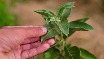 Ashwagandha, la planta milenaria que te llena de energía y te ayuda a adelgazar