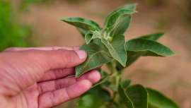 La Ashwagandha es un arbusto de hoja perenne que crece en Asia y África que se utiliza desde hace miles de años como planta medicinal. Hoy en día, es una gran aliada para combatir el estrés 