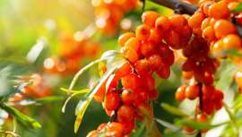 Planta que en medicina y belleza asegura un cúmulo de propiedades. Usada como ingrediente y de diversas formas contra el envejecimiento producido por el estrés oxidativo de la piel, es también epicentro antibacteriano, diurético y regenerador, etc.