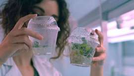 El proyecto europeo Newcotiana ha conseguido modificar la nicotina de la planta para que generen factores de crecimiento y se puedan aplicar a la fabricación de productos médicos, farmacéuticos o cosméticos