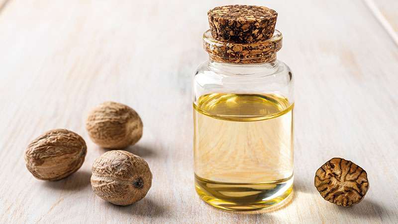 leo essencial de Noz-Moscada, conclave de usos e benefcios