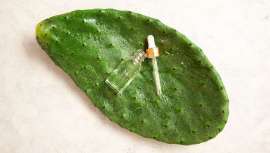 Filas de cactus en expansión llenan un valle en el centro de Túnez, donde los productores esperan que la fruta puntiaguda pueda alimentar un efectivo de cosméticos