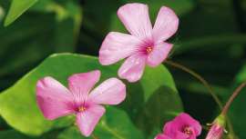 Basado en los preceptos de su creador, este tratamiento podría funcionar como remedio para cualquier enfermedad