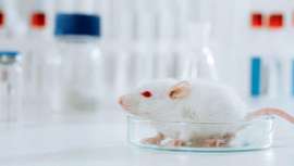 Las nuevas regulaciones del Gobierno canadiense constituyen un paso importante hacia una prohibición internacional de la experimentación en animales para la fabricación de cosméticos