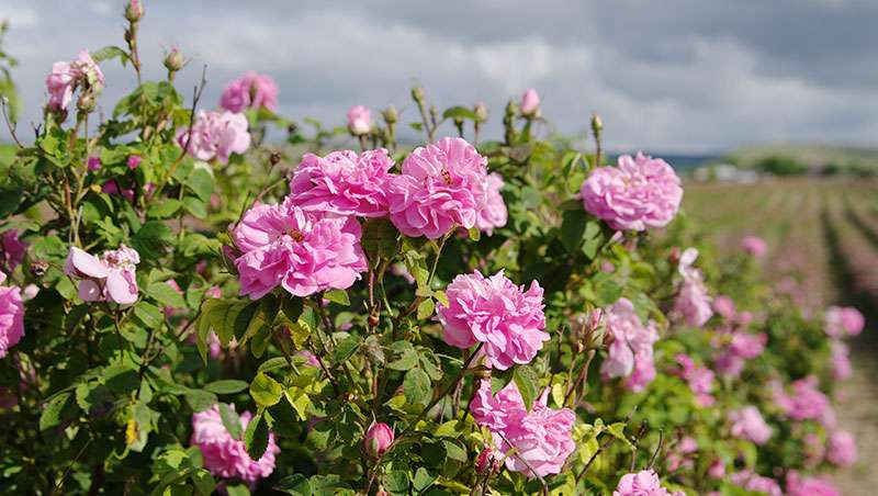 Rosa de Damasco, el perfume de los siglos