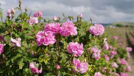 Rosa de Damasco, el perfume de los siglos