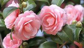 Este aliado contra el acné es uno de los más valorados en la milenaria cultura japonesa y entre sus propiedades destaca por ser un aceite no comedogénico con un gran poder antienvejecimiento