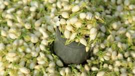 En la antigua ciudad de Madurai, en el sur de la India, el jazmín es omnipresente, atrayendo a compradores de algunas de las marcas de perfumes más reconocidas del mundo, como Jadore de Dior y Mon Guerlain de Guerlain