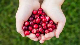 De extraordinarias propiedades cosméticas, se convierte en una auténtica joya para el cuidado de la piel, pero también en un ingrediente amigable con la salud, siendo raro y precioso en su presentación como aceite vegetal