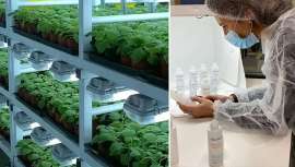 Estas proteínas producidas por el cuerpo juegan un papel crucial en la comunicación intercelular y se han convertido en una pieza fundamental en la lucha contra los signos del envejecimiento