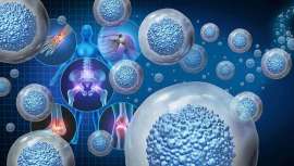 En un futuro próximo, la investigación con células madre podrá revolucionar la manera de tratar muchas enfermedades mortales