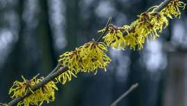 Muchas personas han oído hablar del hamamelis pero pocas saben exactamente qué es o para qué sirve... Pero lo que sí te puedo adelantar es que es usado tanto por la medicina tradicional como por la dermatología moderna