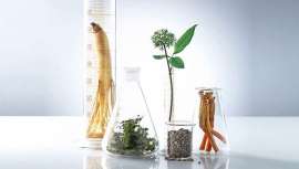 El ingrediente de Amorepacific que contiene ginseng fermentado se ha demostrado que ayuda a la función barrera de la piel y activa la circulación interna