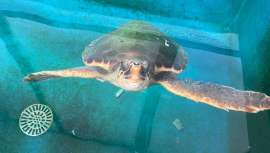 Arkhé Cosmetics ha comenzado el apadrinamiento de Arkhelina, un ejemplar juvenil de tortuga Caretta caretta de 8 kilos que fue capturada accidentalmente por una embarcación de arrastre