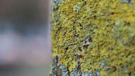 Dentro de la medicina natural ha tenido un papel clave, diversas culturas han utilizado el liquen con propósitos medicinales