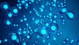 La medicina regenerativa consigue de forma natural y eficaz incidir en la belleza y salud aprovechando los mecanismos del propio organismo