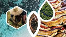 Un nuevo tratado internacional aprobado en la ONU busca proteger el conocimiento tradicional indígena y los recursos genéticos del saqueo y la biopiratería