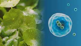 Vytrus Biotech considera que los exosomas son esenciales como comunicadores biológicos naturales que transmiten información biológica crucial. En cosmética, destacan por su capacidad superior de entrega a través de la piel